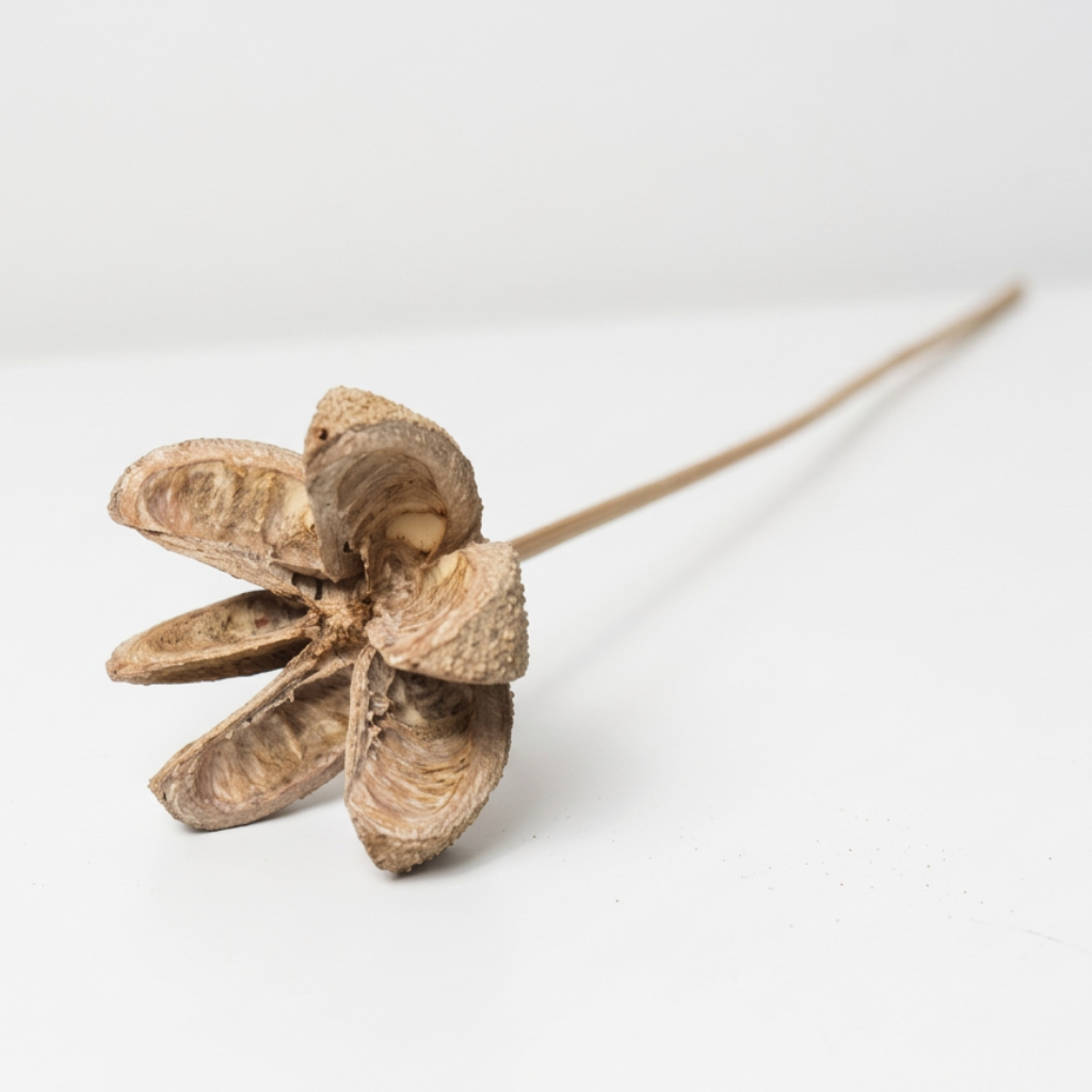 Bullet Flower „Indický kaštan“ v přírodní barvě – dekorace do kytic a aranžmá